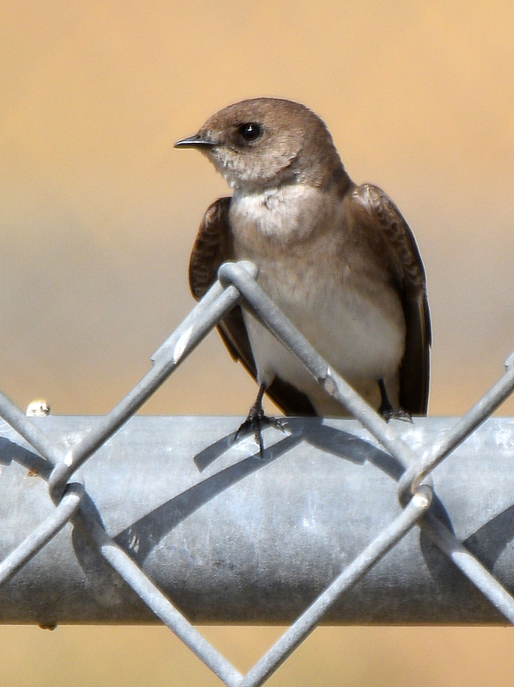 Swallow.jpg
