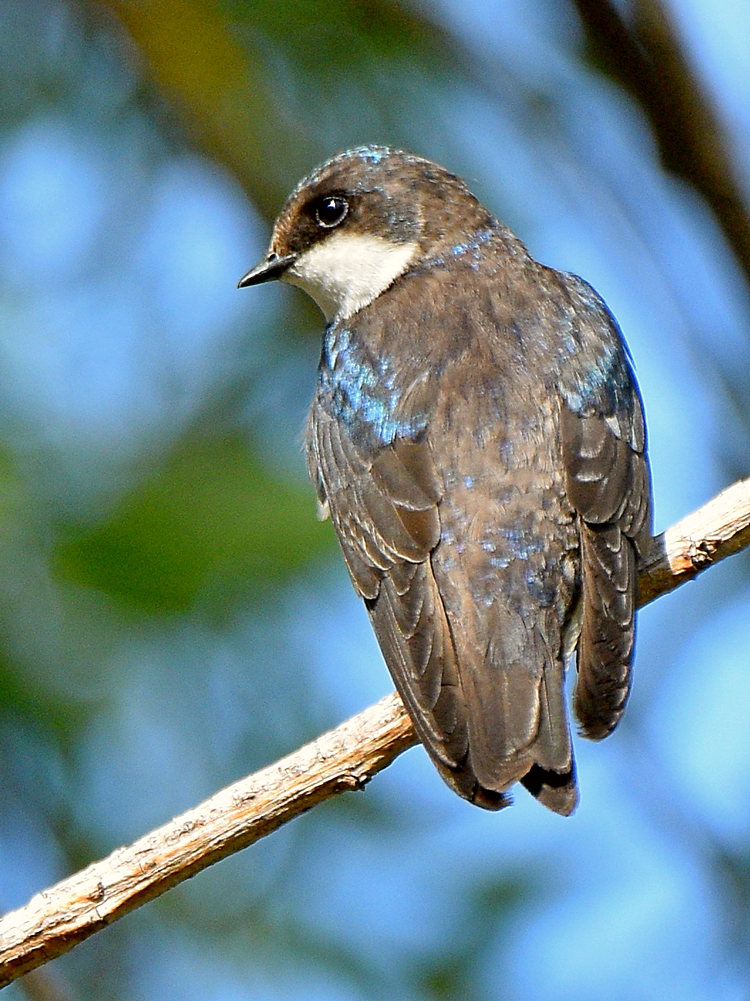 Swallow.jpg