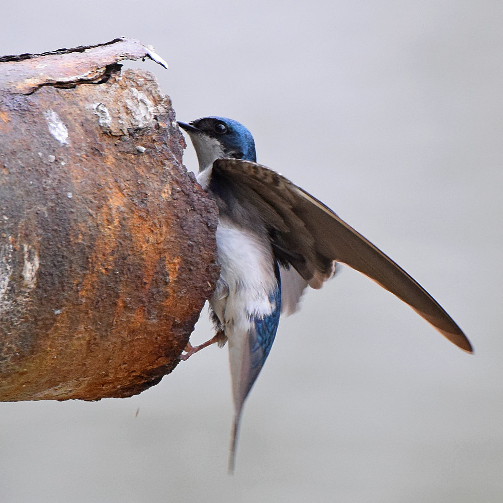 Swallow.jpg