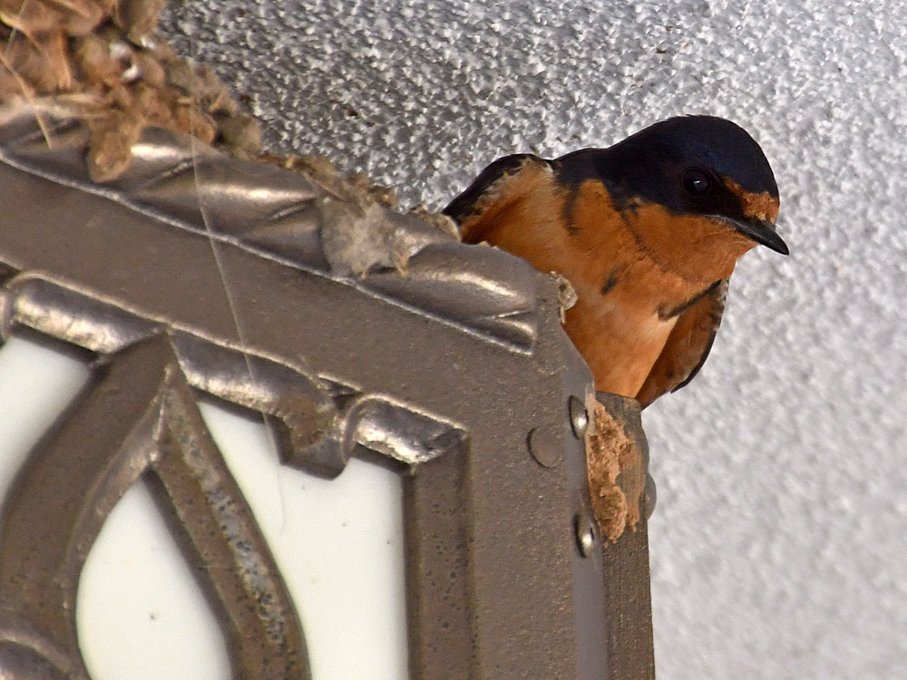 Swallow.jpg