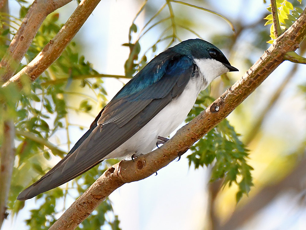 Swallow.jpg