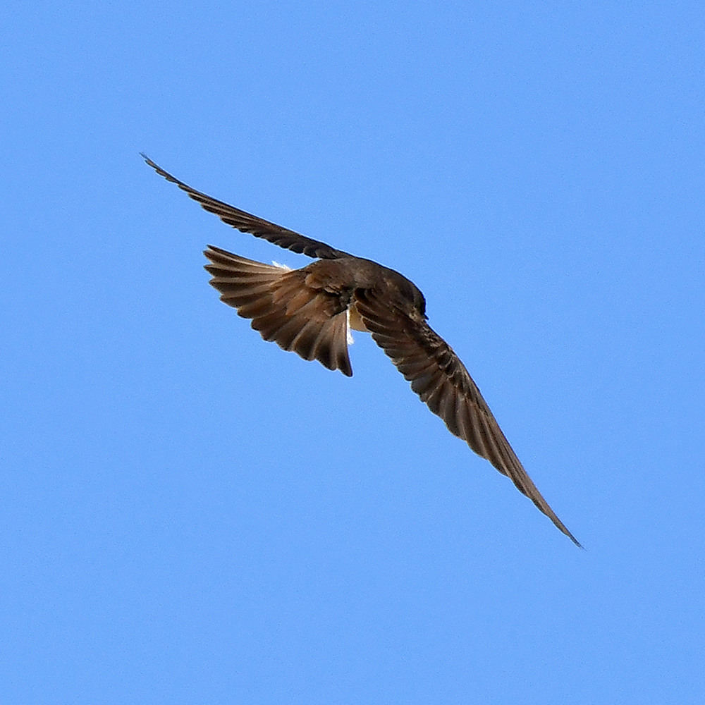 Swallow.jpg
