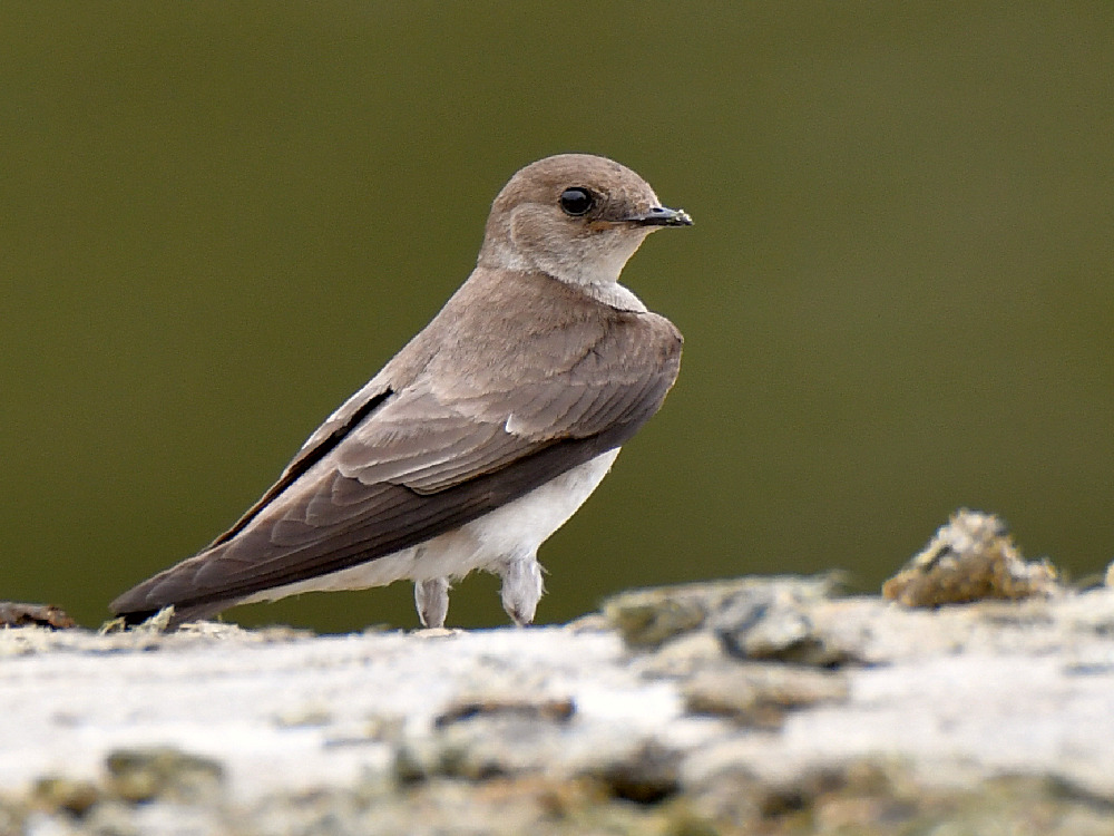 Swallow.jpg