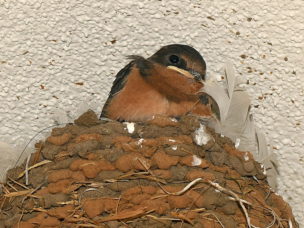Swallow.jpg