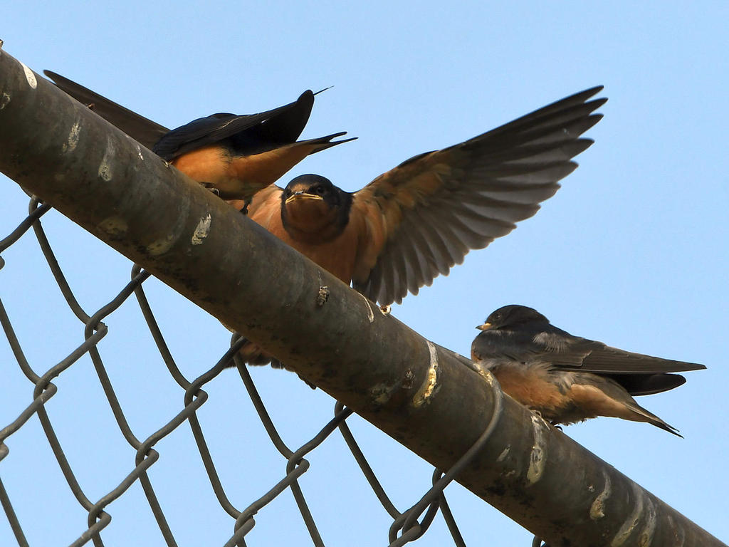 Swallow.jpg