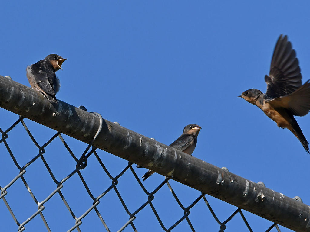 Swallow.jpg