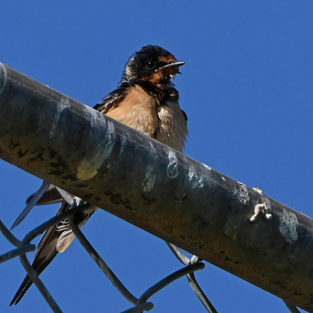 Swallow.jpg