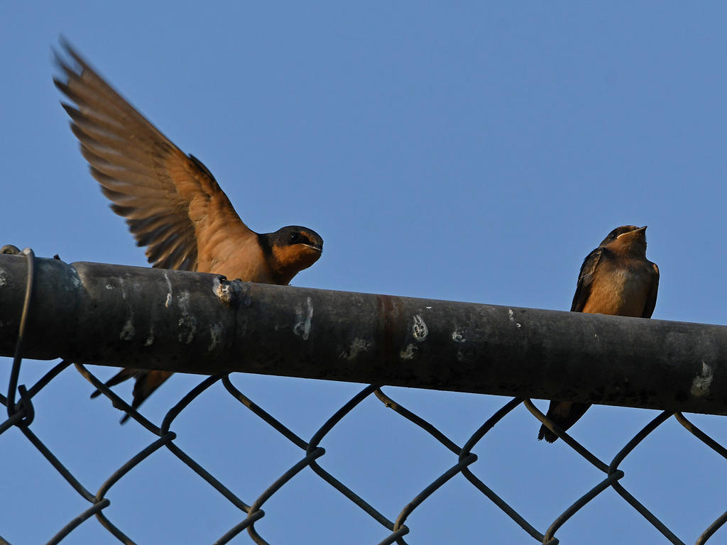 Swallow.jpg