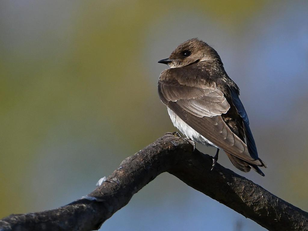 Swallow.jpg
