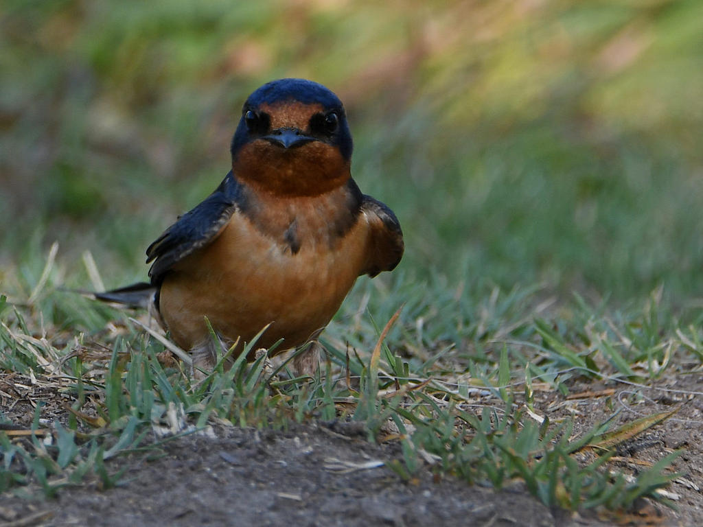 Swallow.jpg