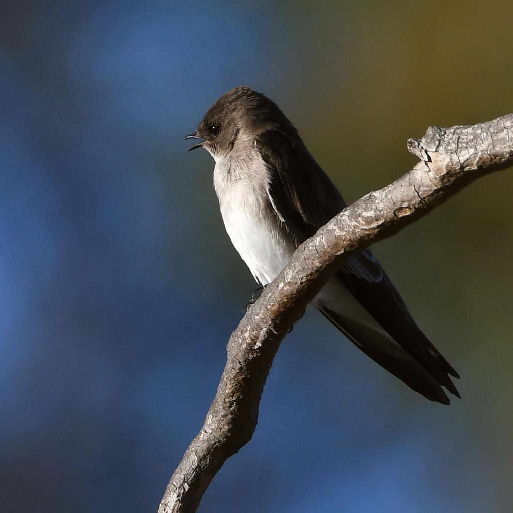 Swallow.jpg