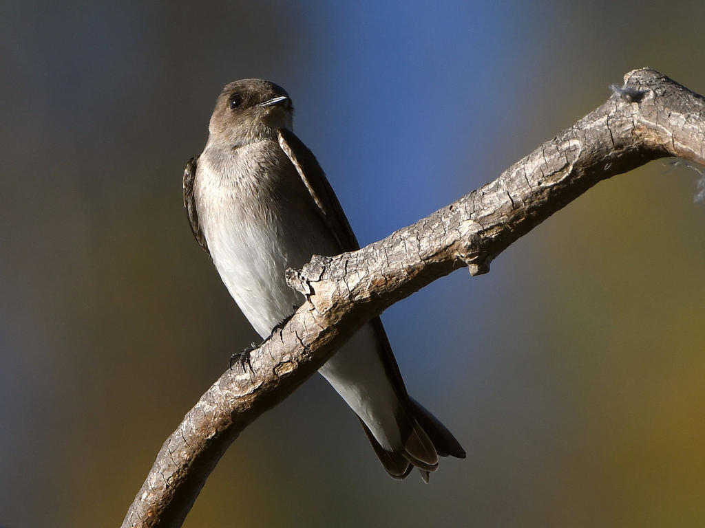 Swallow.jpg