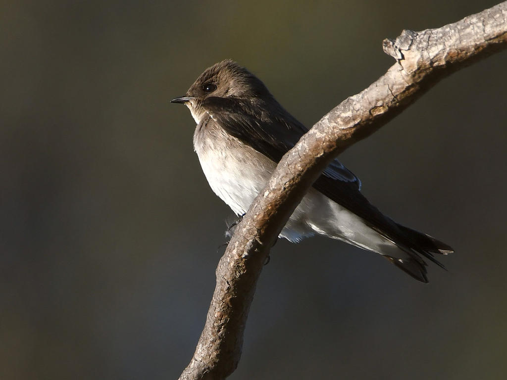 Swallow.jpg