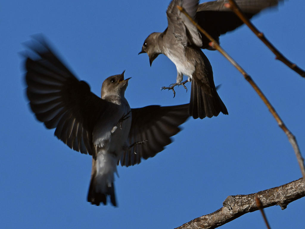 Swallow.jpg