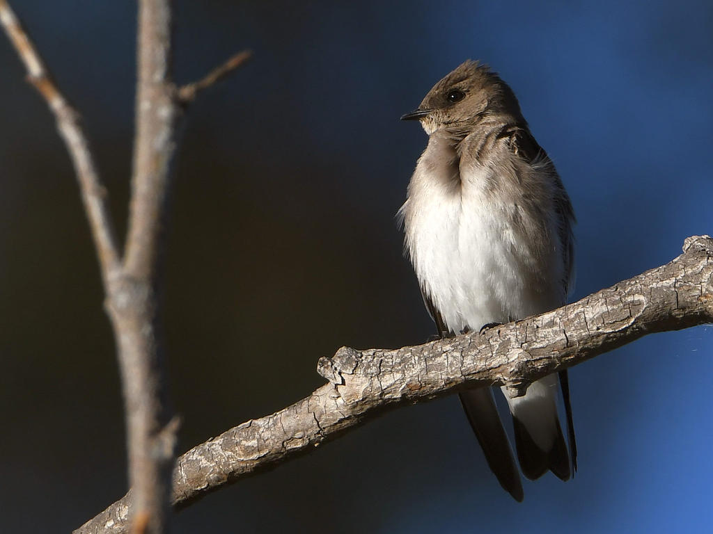 Swallow.jpg
