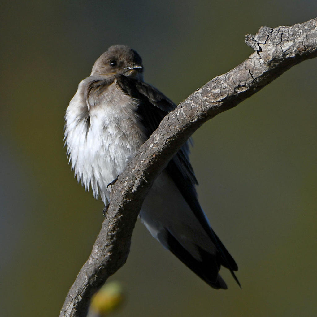 Swallow.jpg