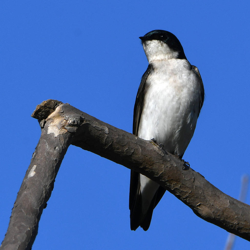 Swallow.jpg