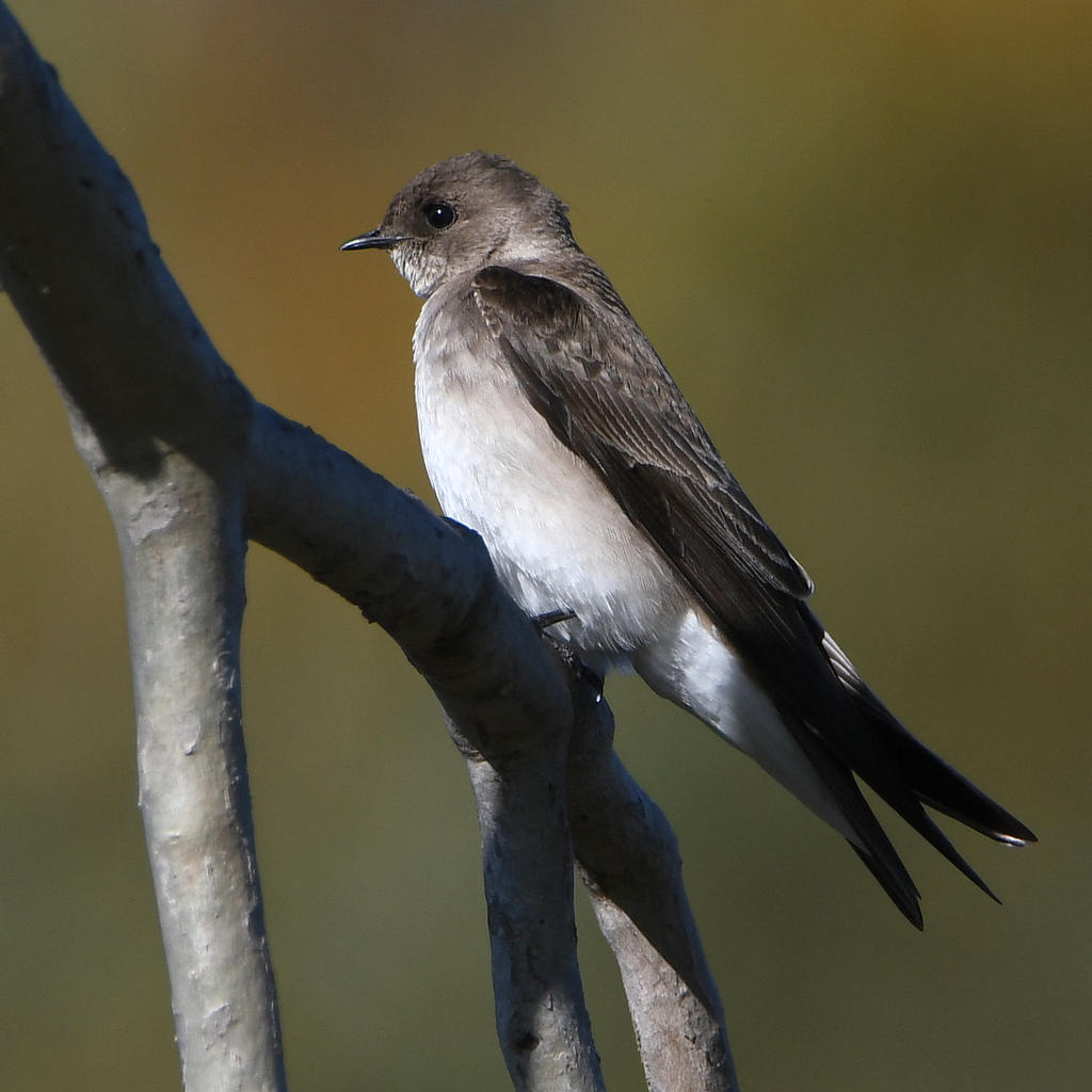 Swallow.jpg
