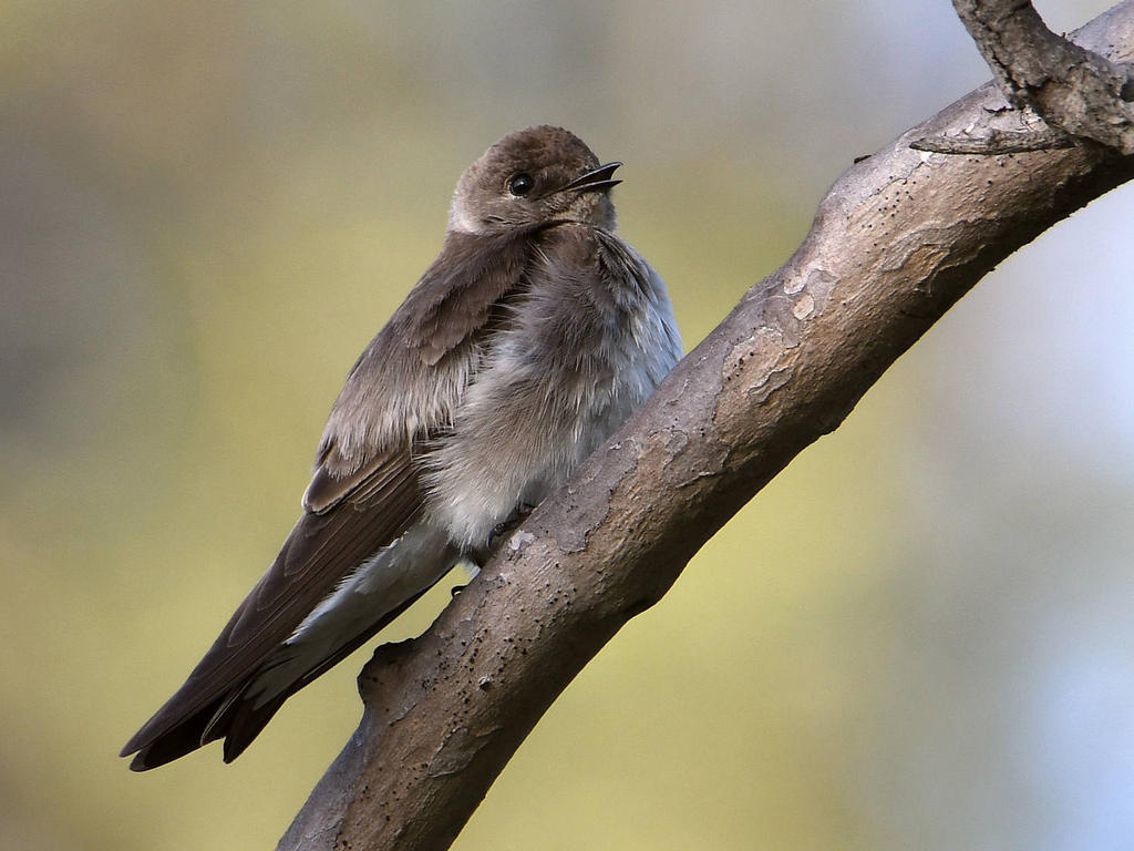 Swallow.jpg