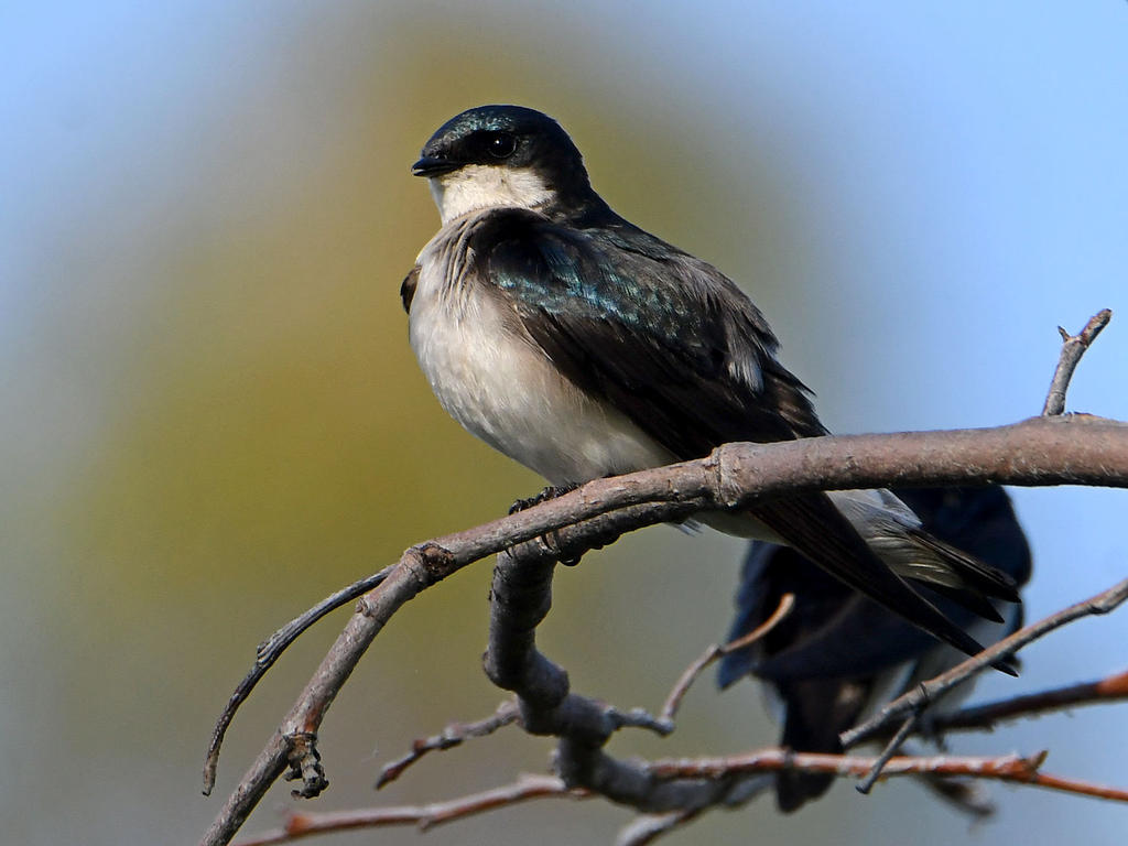 Swallow.jpg