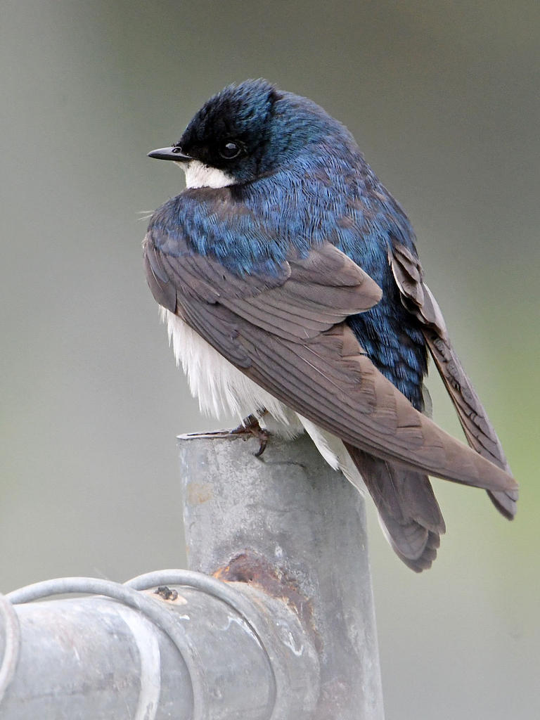 Swallow.jpg