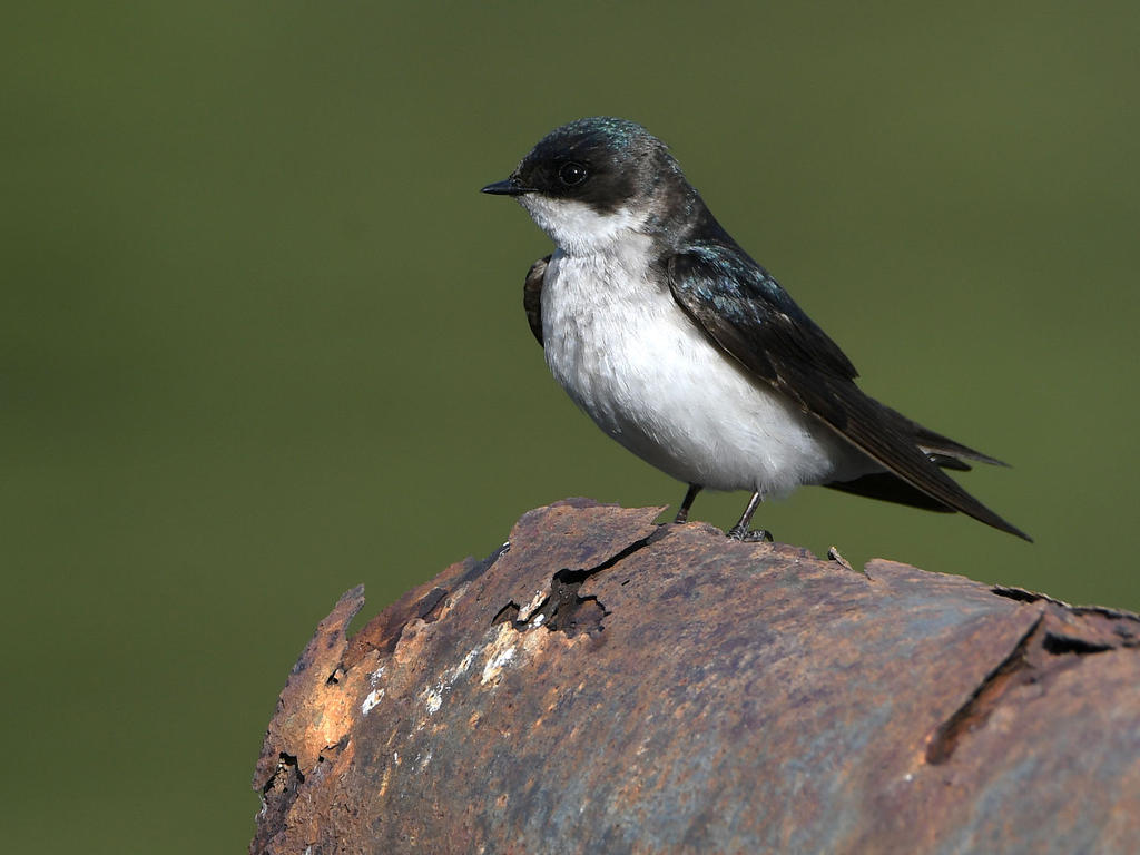 Swallow.jpg