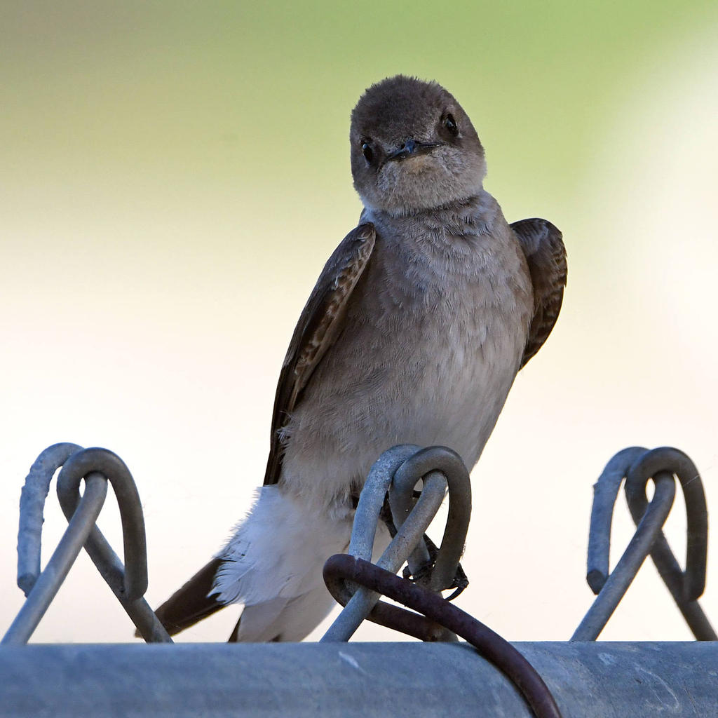 Swallow.jpg