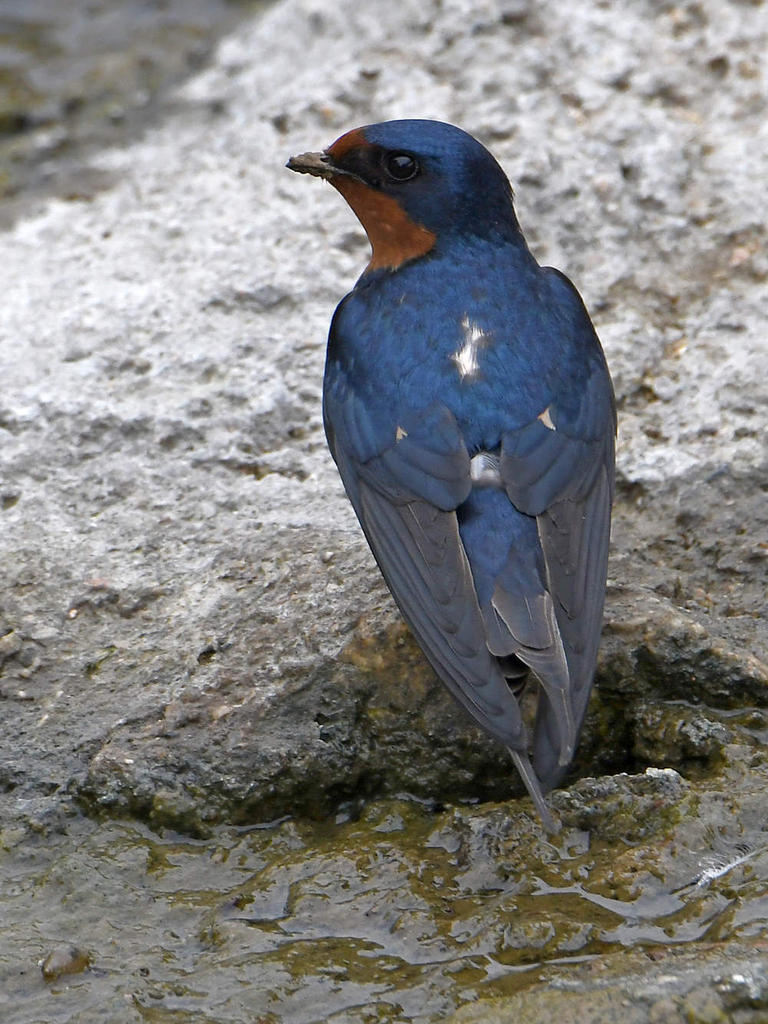 Swallow.jpg