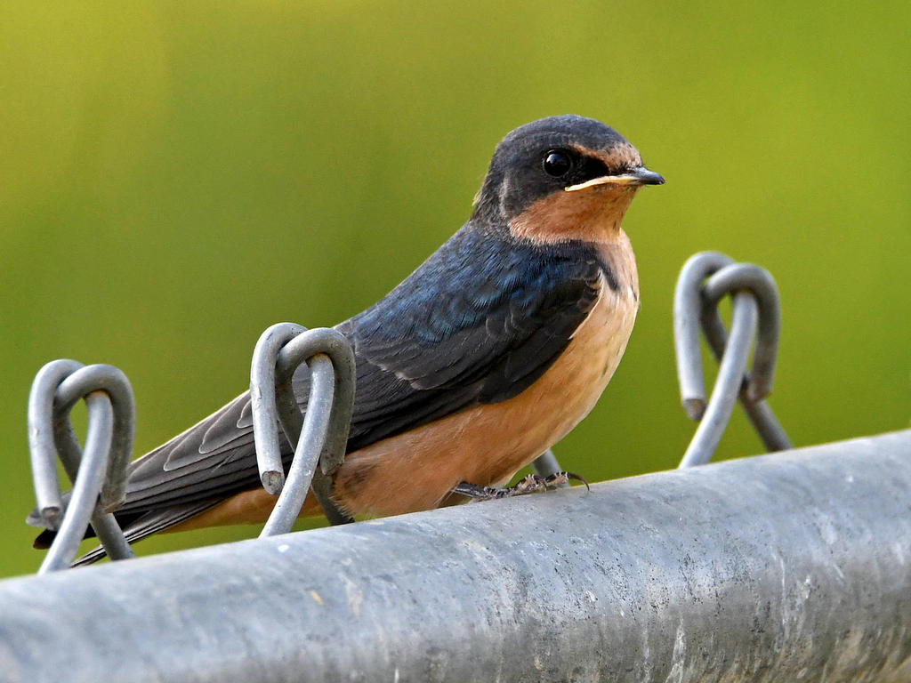 Swallow.jpg