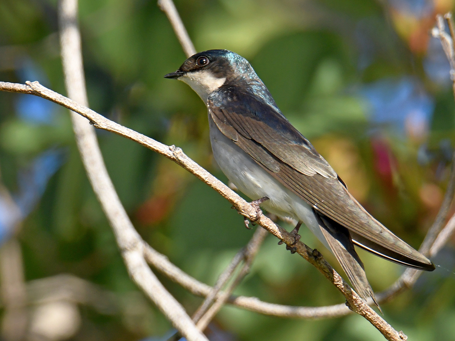 Swallow.jpg