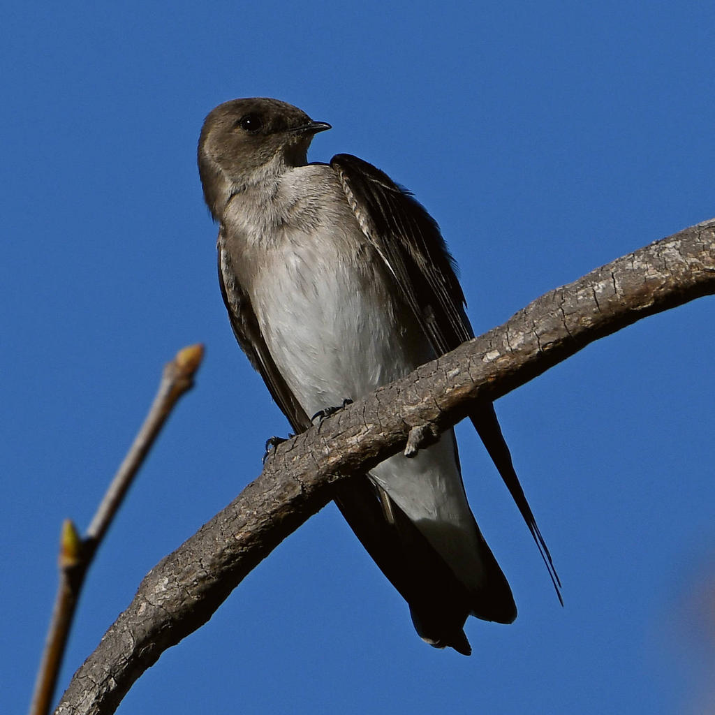 Swallow10.jpg