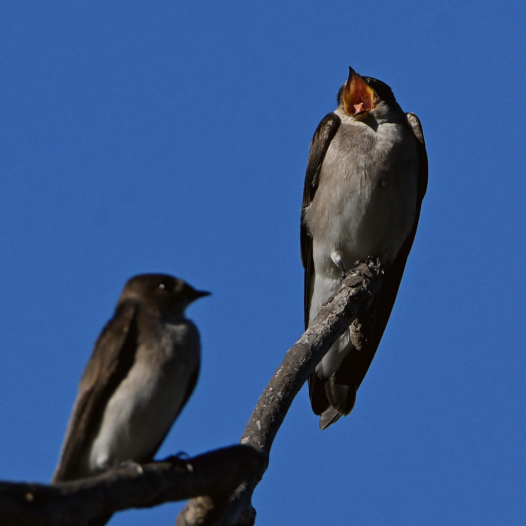 Swallow10.jpg