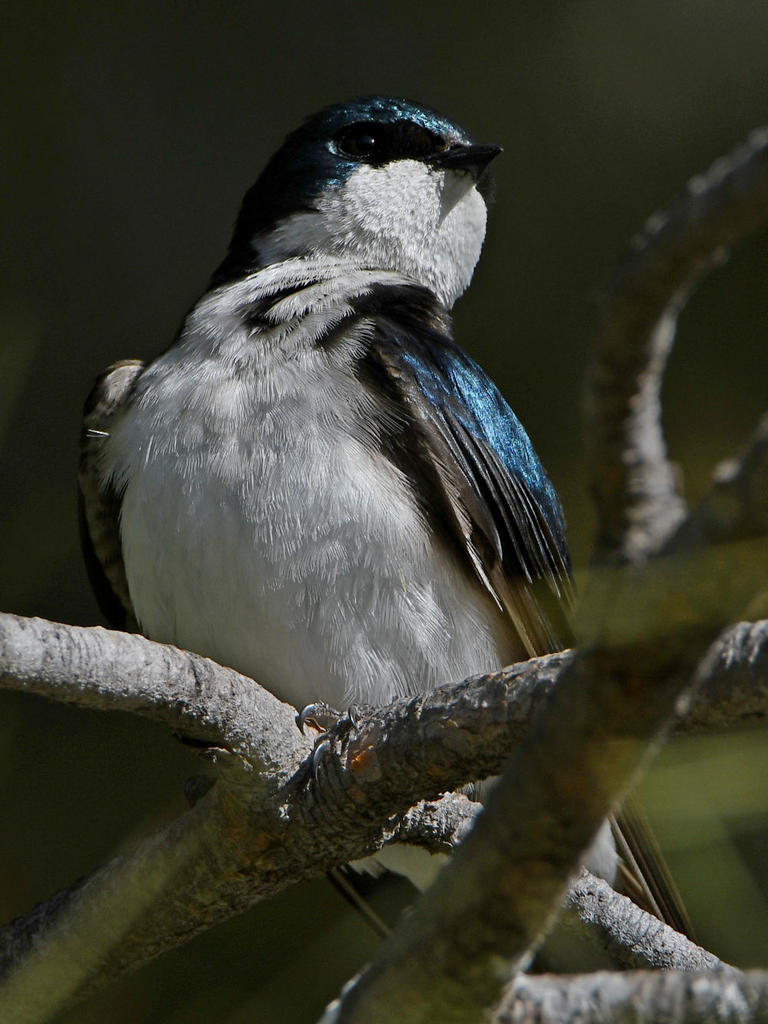 Swallow11.jpg