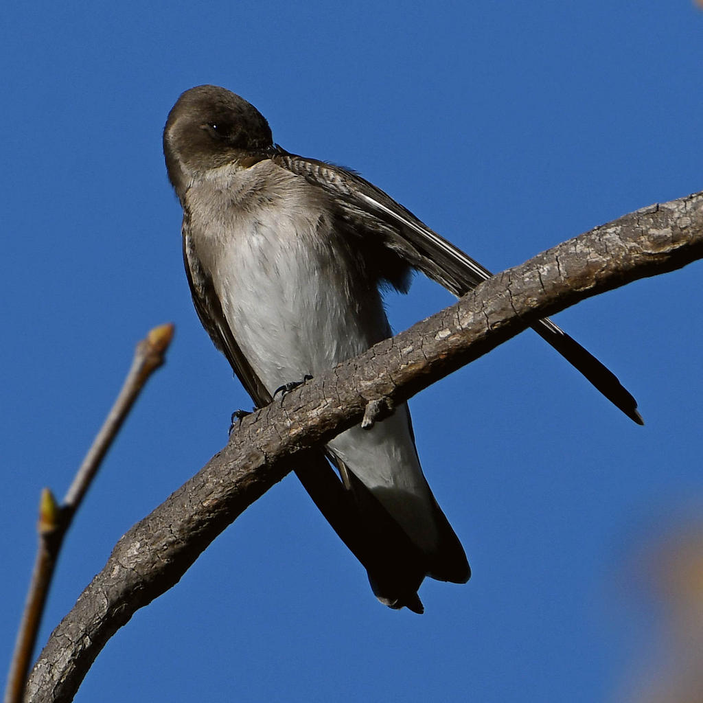 Swallow11.jpg