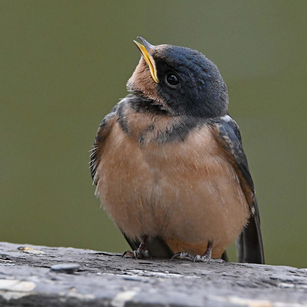 Swallow11.jpg
