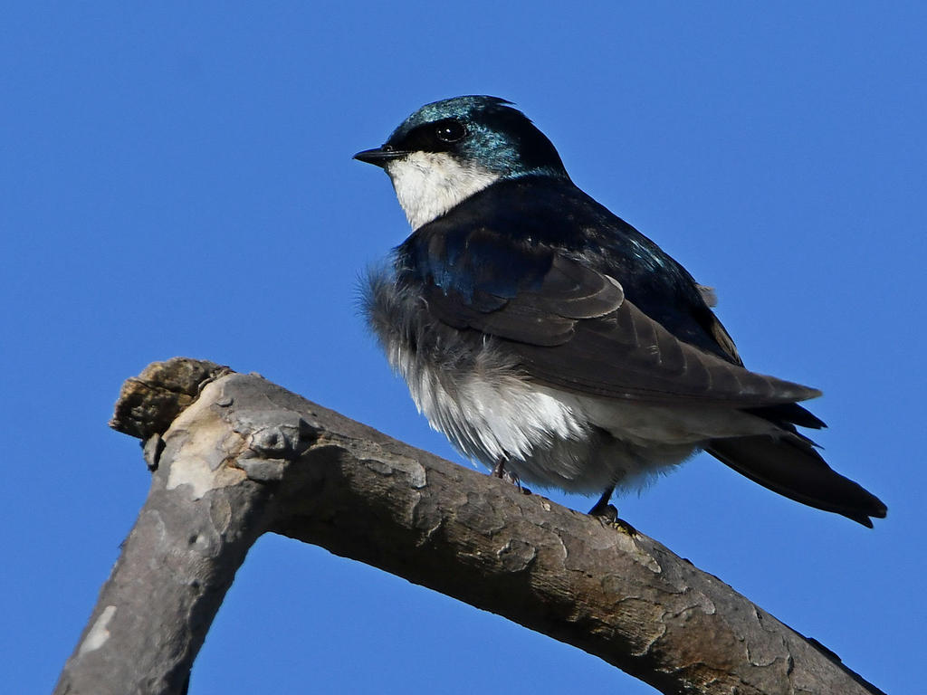 Swallow12.jpg