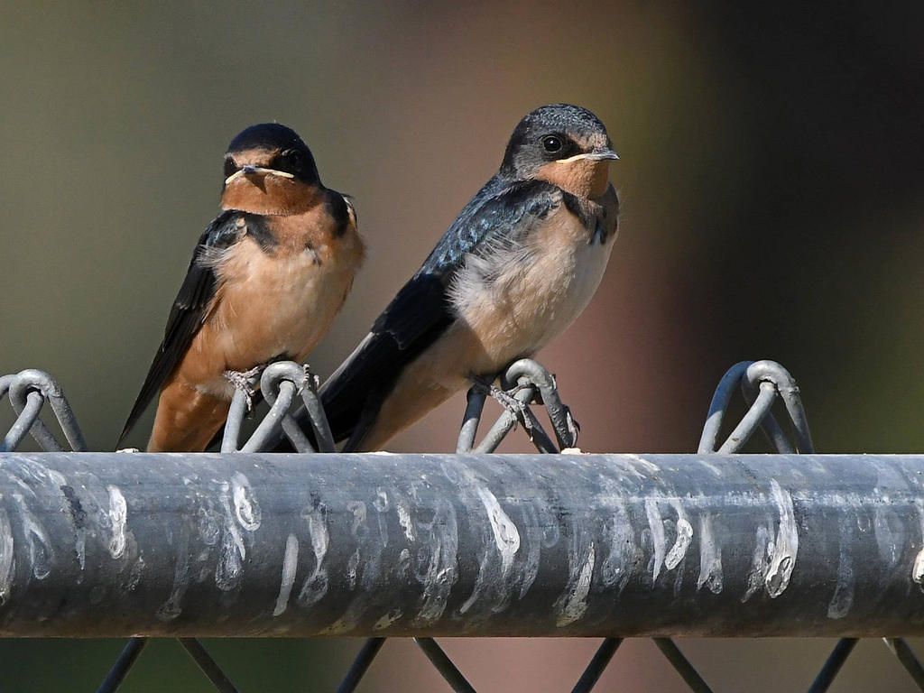 Swallow12.jpg