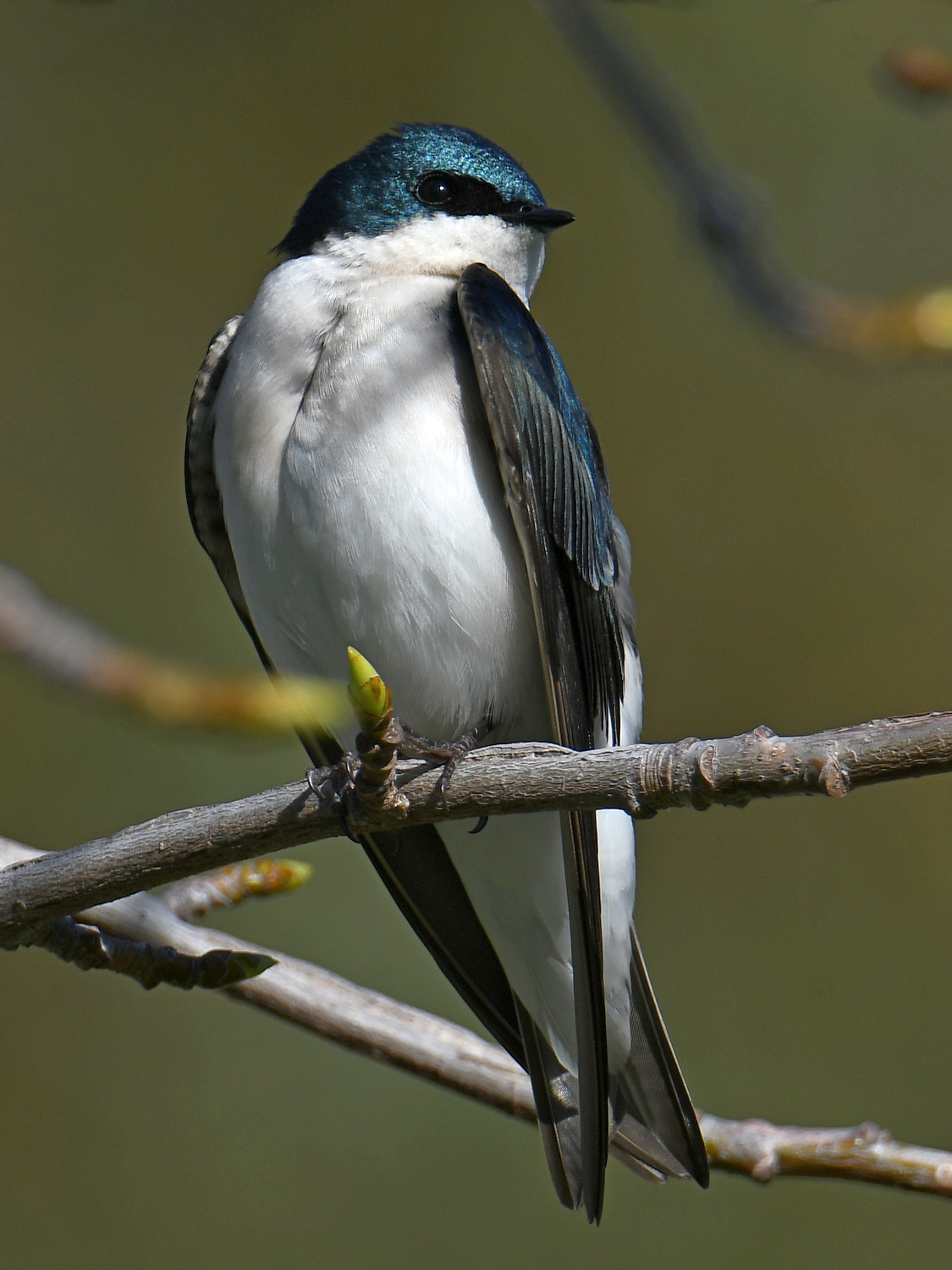 Swallow12.jpg