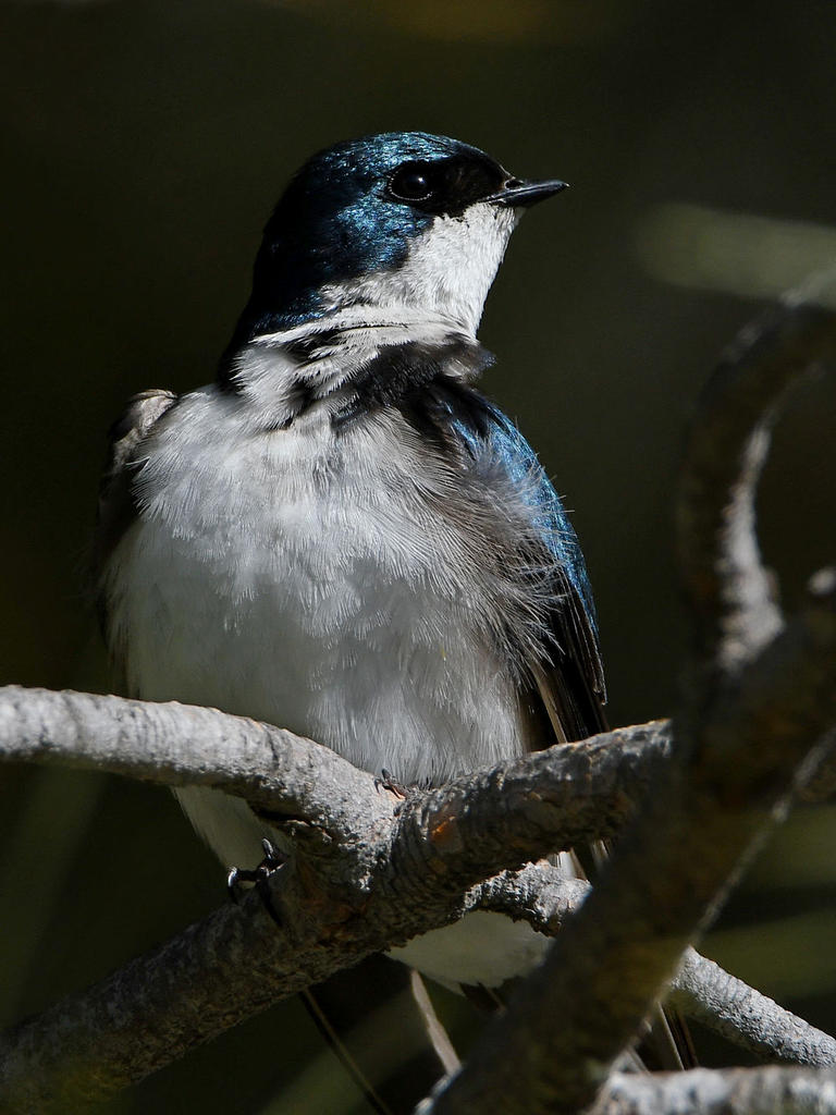 Swallow13.jpg
