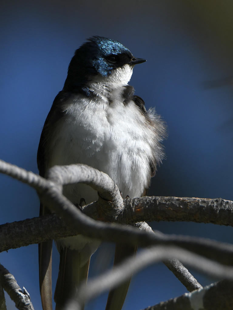 Swallow14.jpg