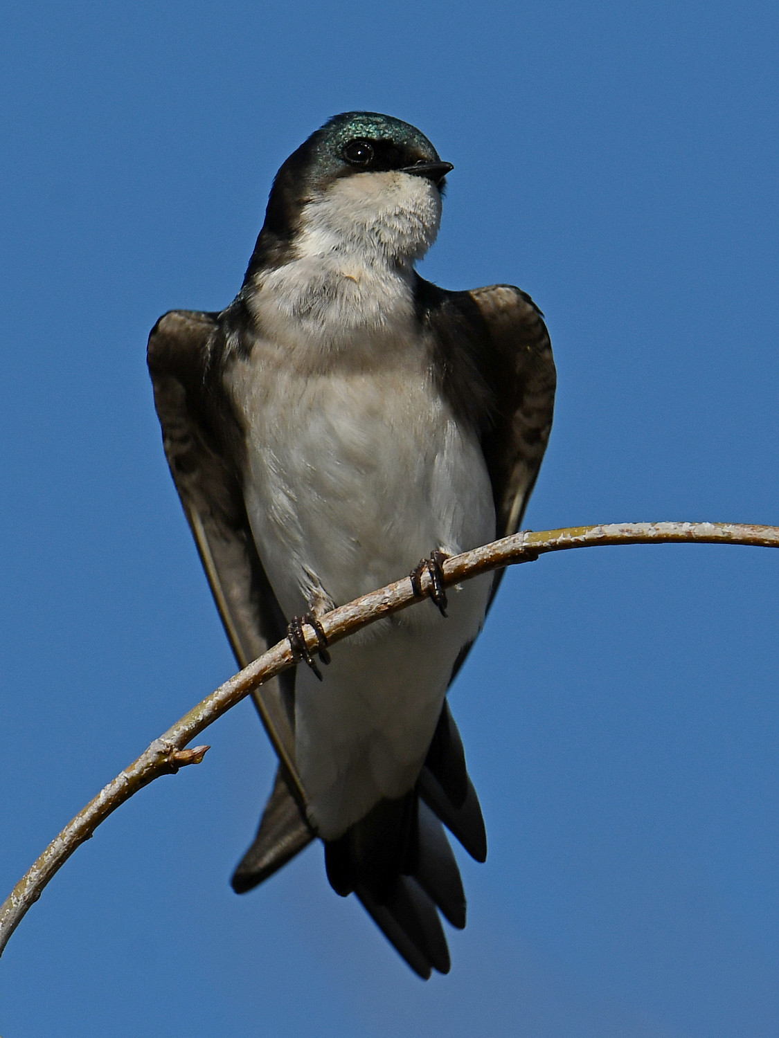 Swallow14.jpg