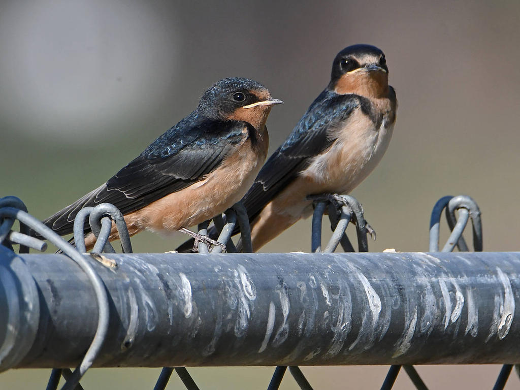 Swallow15.jpg