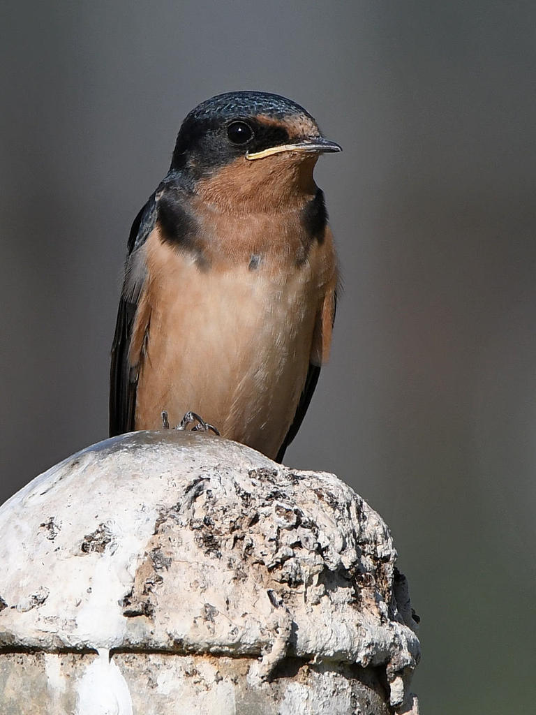 Swallow17.jpg