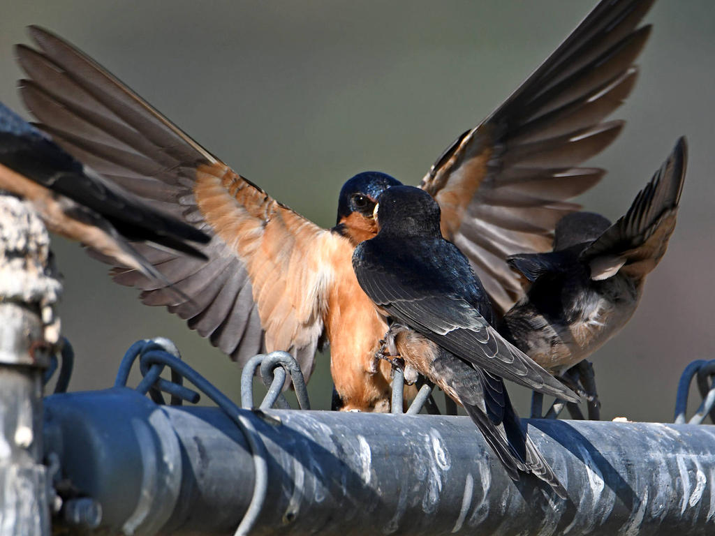 Swallow19.jpg