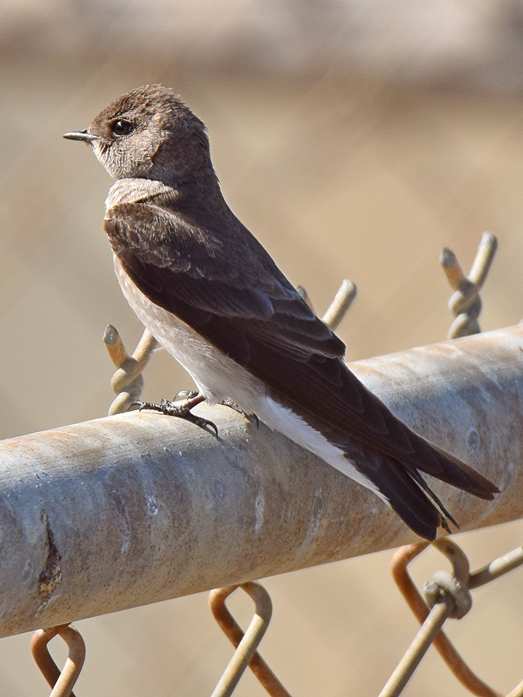Swallow2.jpg