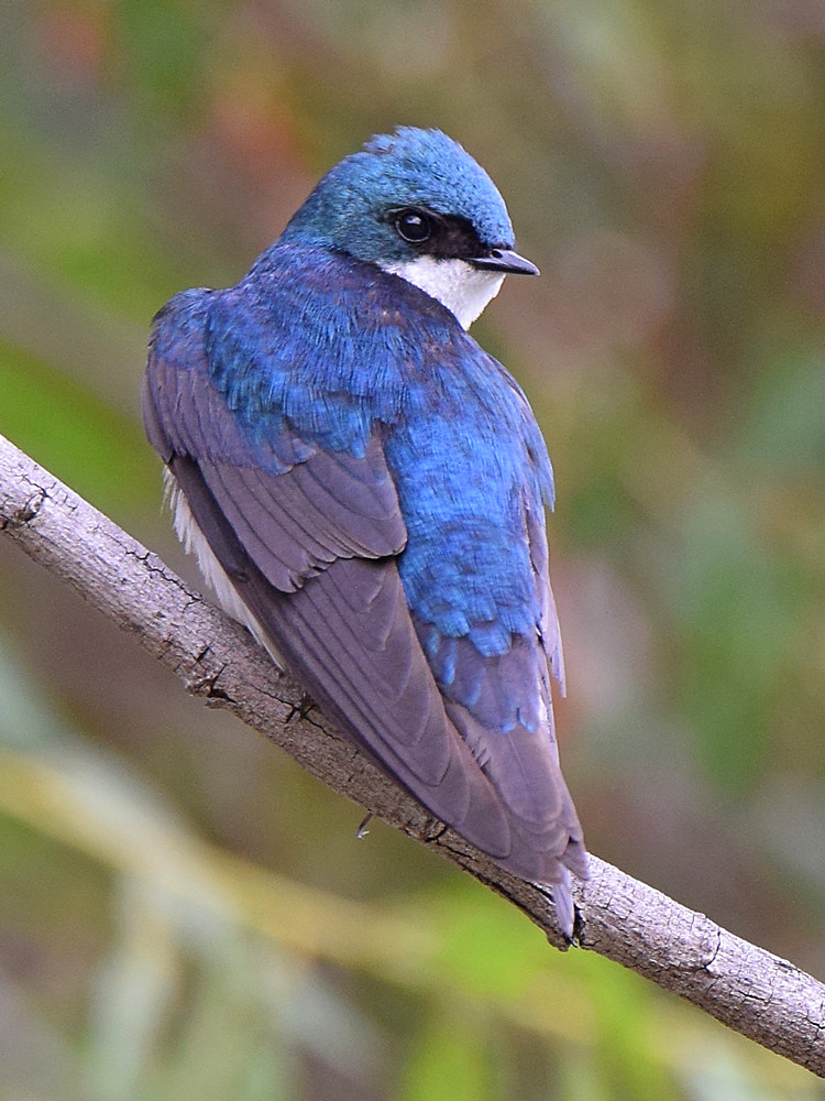 Swallow2.jpg