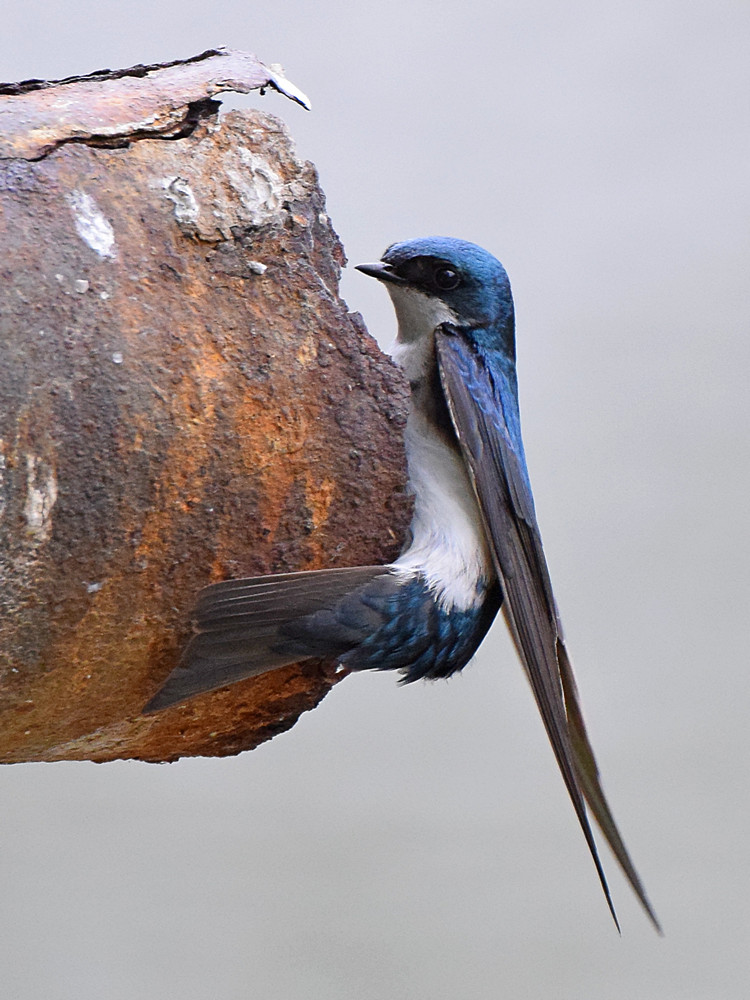 Swallow2.jpg