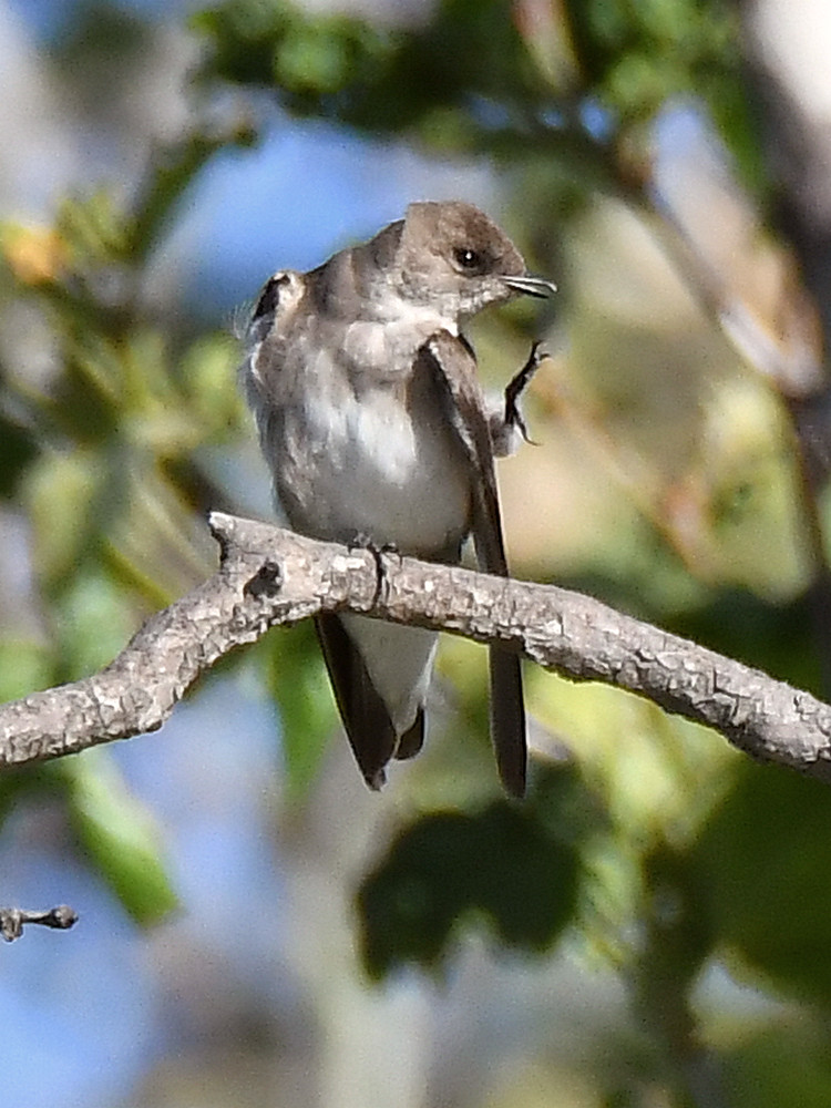 Swallow2.jpg