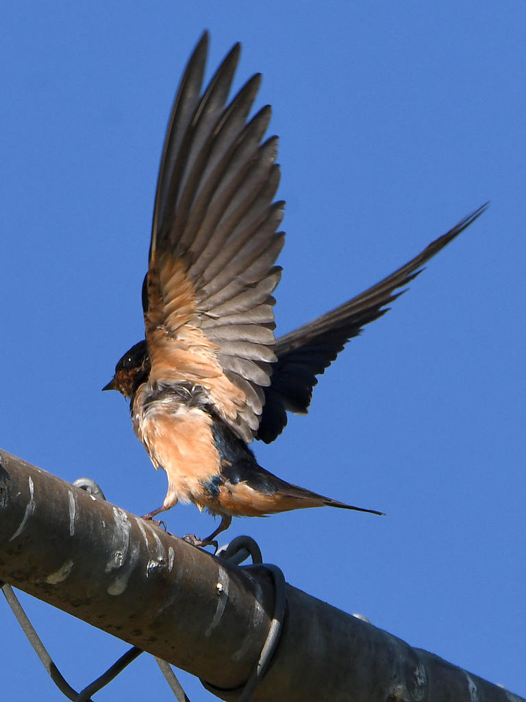 Swallow2.jpg