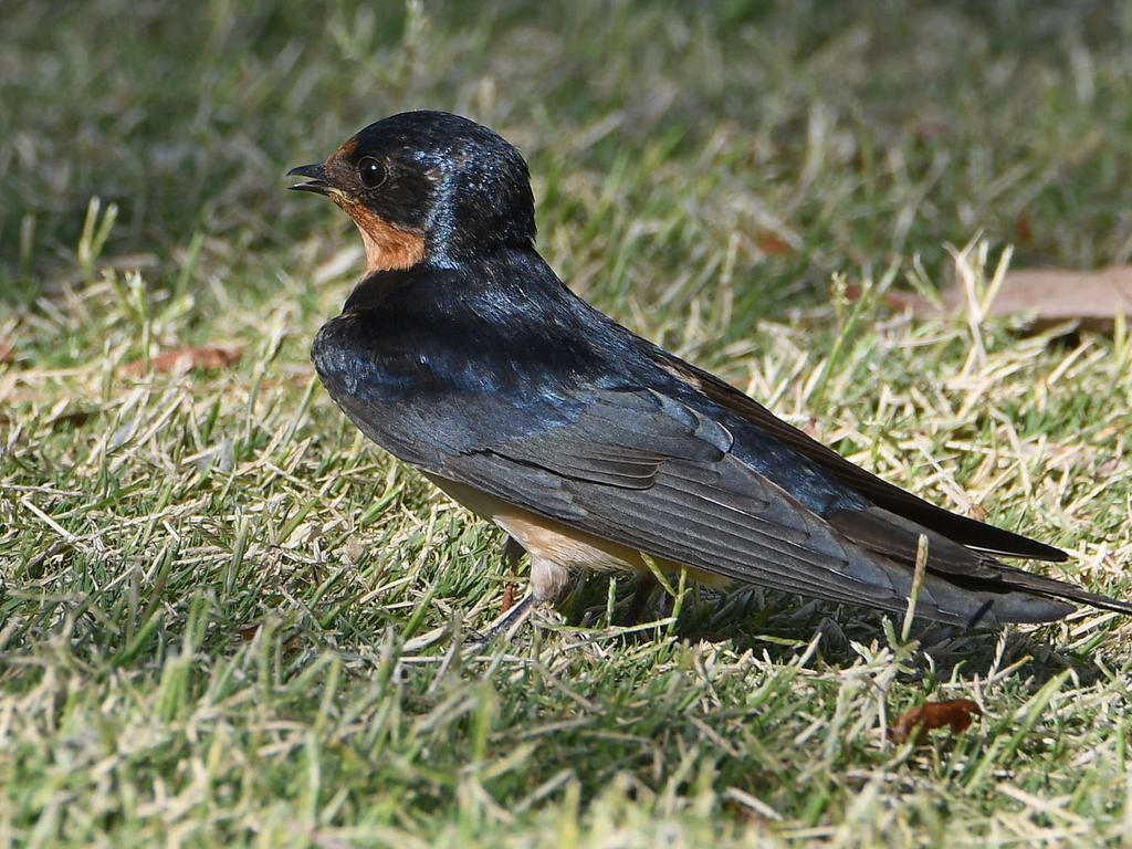 Swallow2.jpg